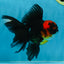 LAVA A Grade Tricolor Oranda Male 5 inches #082225OR_22