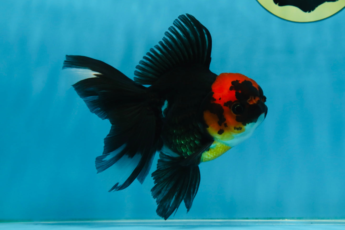 LAVA A Grade Tricolor Oranda Male 5 inches #082225OR_22
