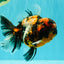 AAA Grade Special Calico Oranda Male 6 inches #062626OR_20