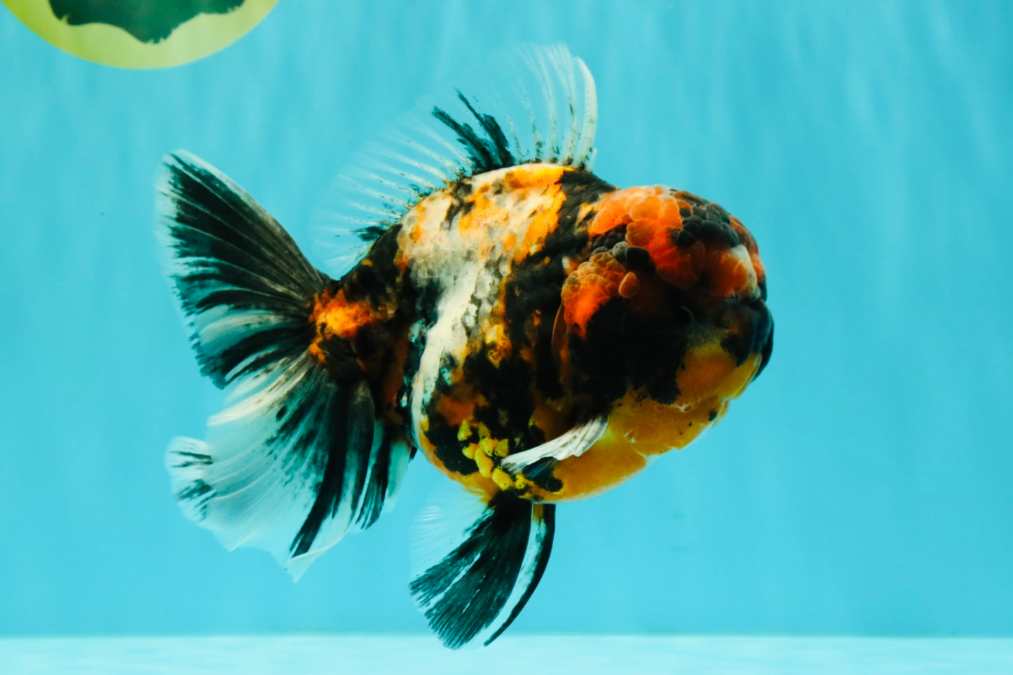 AAA Grade Special Calico Oranda Male 6 inches #062626OR_20