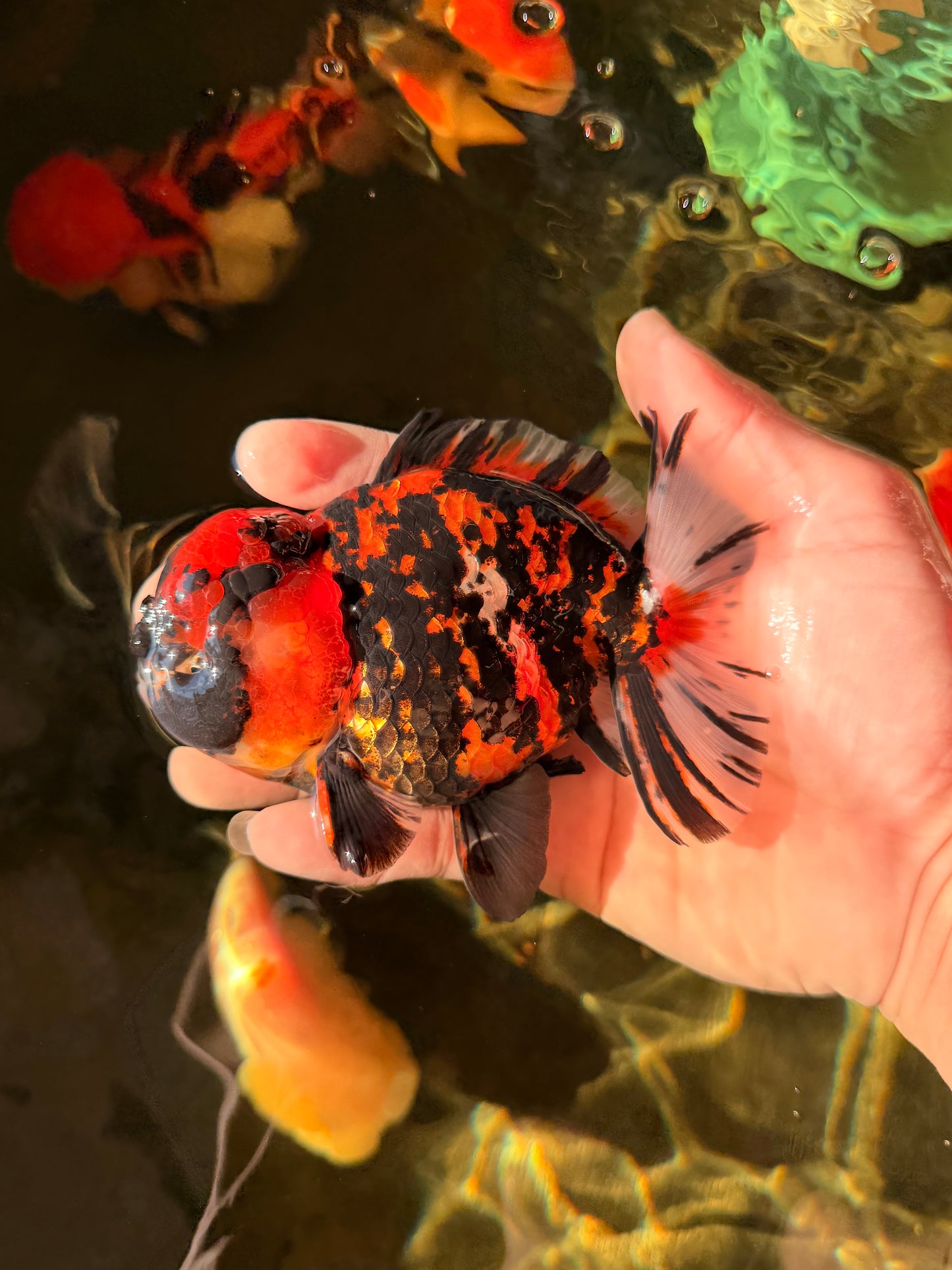 Tiger Yuanbao Male 4.5-5 inches #022726YB_06