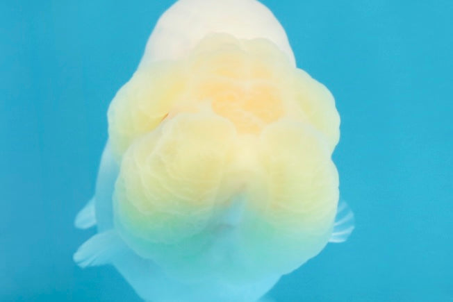 CLOUDY AAA Grade Red White LionQueen 3.5-4 inches #101725LC_11