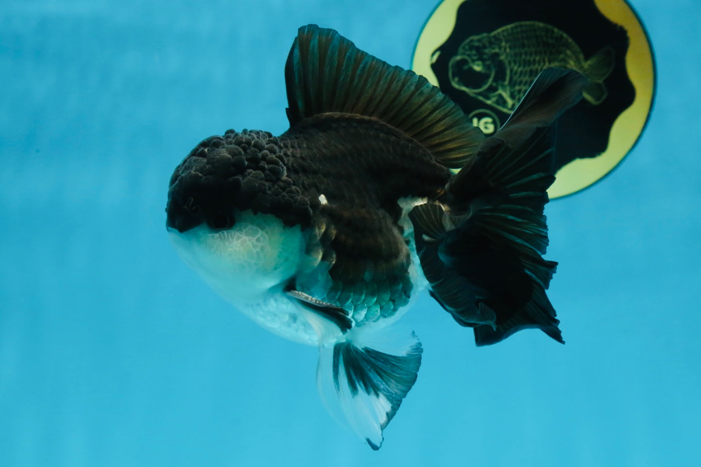 Panda Oranda Male 5 inches #091225OR_25