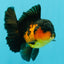 AAA Grade Lava Apache Oranda Male 5.5 inches #032026OR_10
