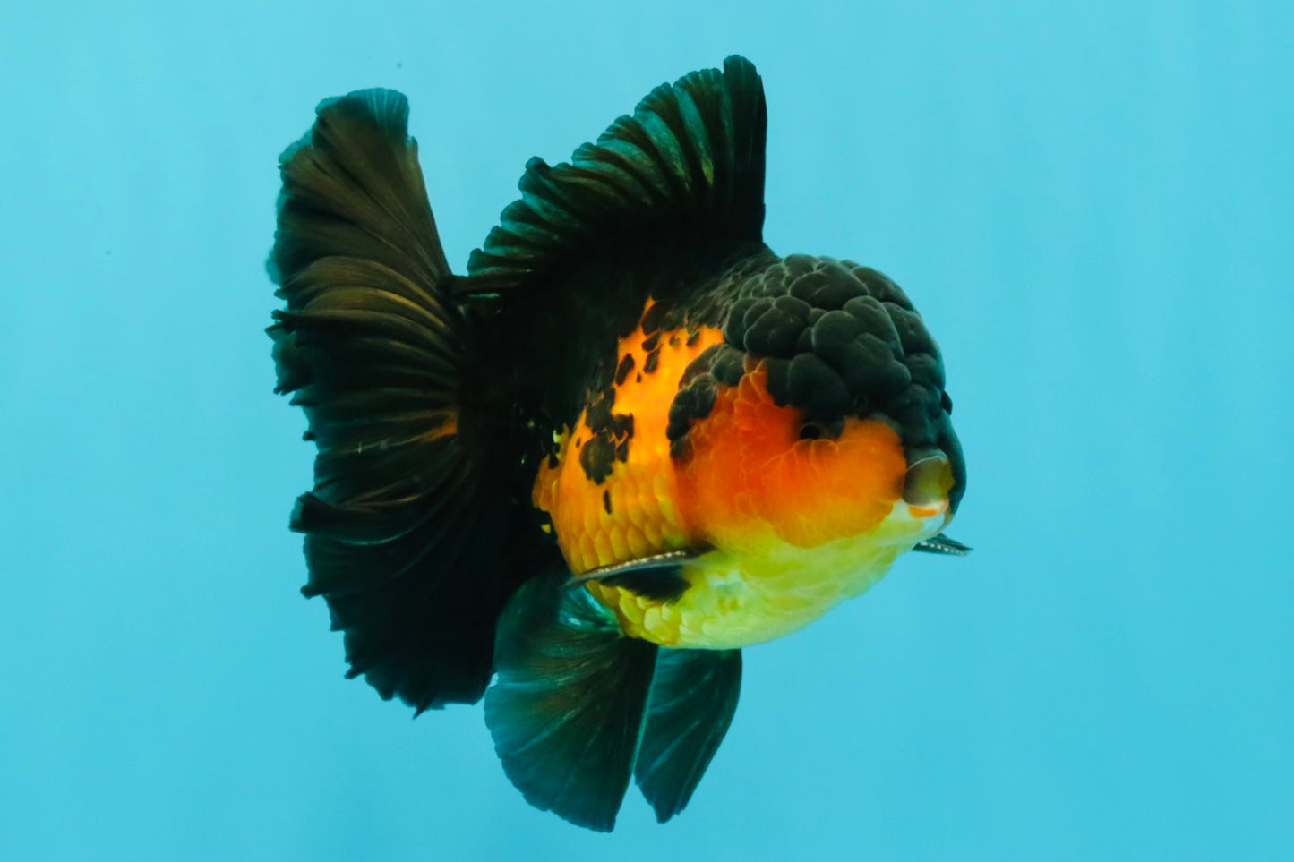 AAA Grade Lava Apache Oranda Male 5.5 inches #032026OR_10