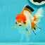 Red White Oranda Female 5-5.5 inches #110824OR_06