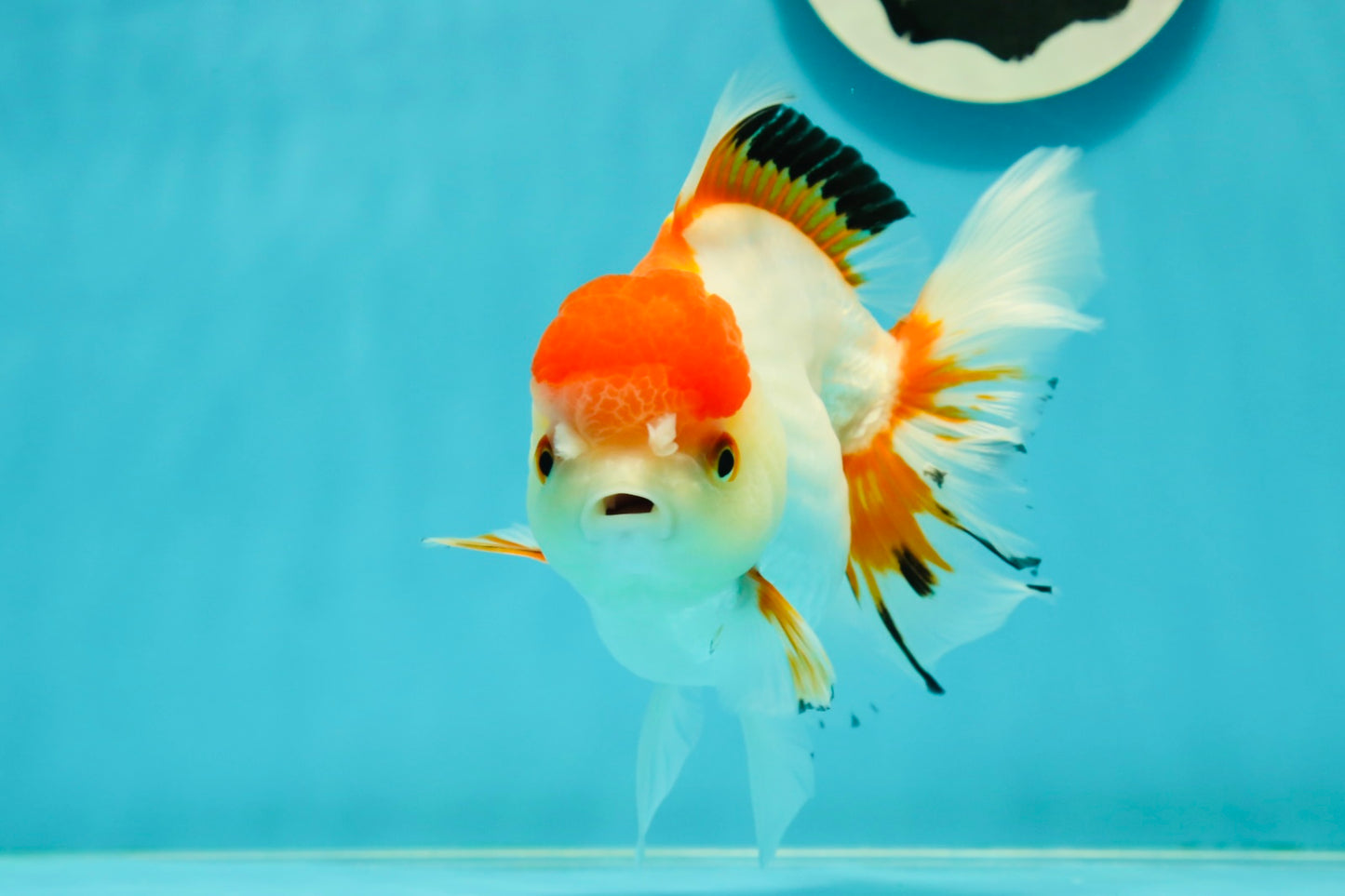 Red White Oranda Female 5-5.5 inches #110824OR_06