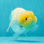 Lemonhead Lionchu Male 4 inches #0329LC_11