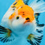 A Grade Big Size Tricolor Oranda Female 7.5 inches #0706OR_09