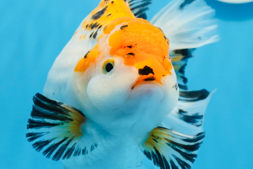 Oranda tricolor hembra de tamaño grande, grado A, 7,5 pulgadas, n.º 0706OR_09