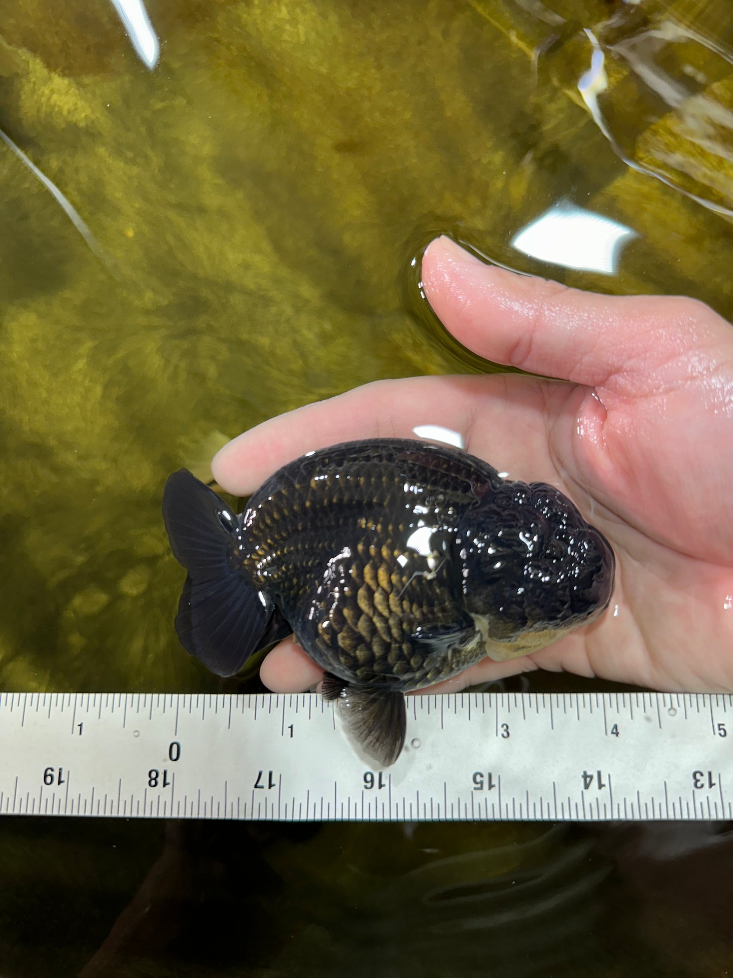 AAA Grade High Back Black LionQueen 4 inches #050925LC_10