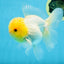 A Grade LIPSTICK Lemonhead Oranda Male 5-5.5  inches #082225OR_17