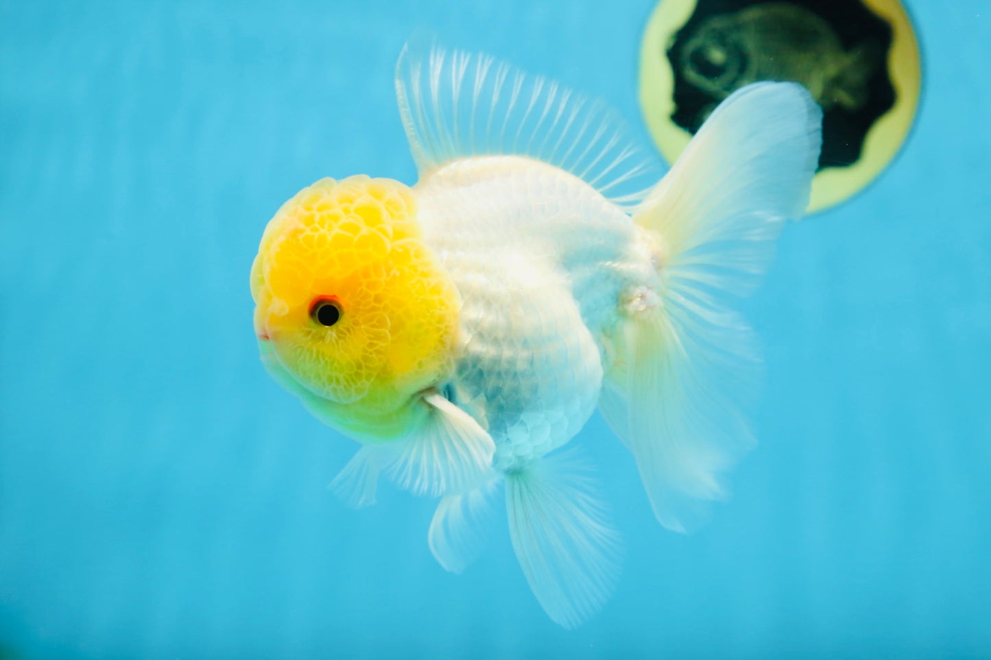 A Grade LIPSTICK Lemonhead Oranda Male 5-5.5  inches #082225OR_17