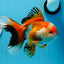 AAA Grade Tricolor Oranda Male 5-5.5 inches #0830OR_21