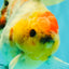 UNIQUE A Grade Marble Red Head Oranda Male 4.5-5 inches #090426OR_05