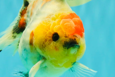 UNIQUE A Grade Marble Red Head Oranda Male 4.5-5 inches #090426OR_05