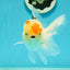 AAA Grade Lemonhead Tricolor Button Eyes Oranda Male 5 inches #111524OR_23