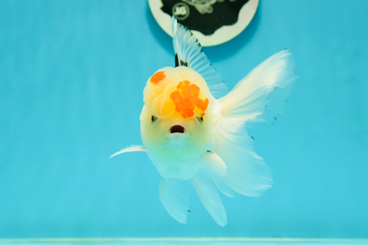 AAA Grade Lemonhead Tricolor Button Eyes Oranda Male 5 inches #111524OR_23