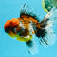 FLUFFY A Grade Calico Oranda Male 7 inches #041026OR_04