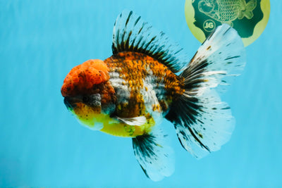 FLUFFY A Grade Calico Oranda Male 7 inches #041026OR_04