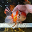 AAA Grade BEAUTY Tricolor Sakura Oranda Female 6 inches #082225OR_06