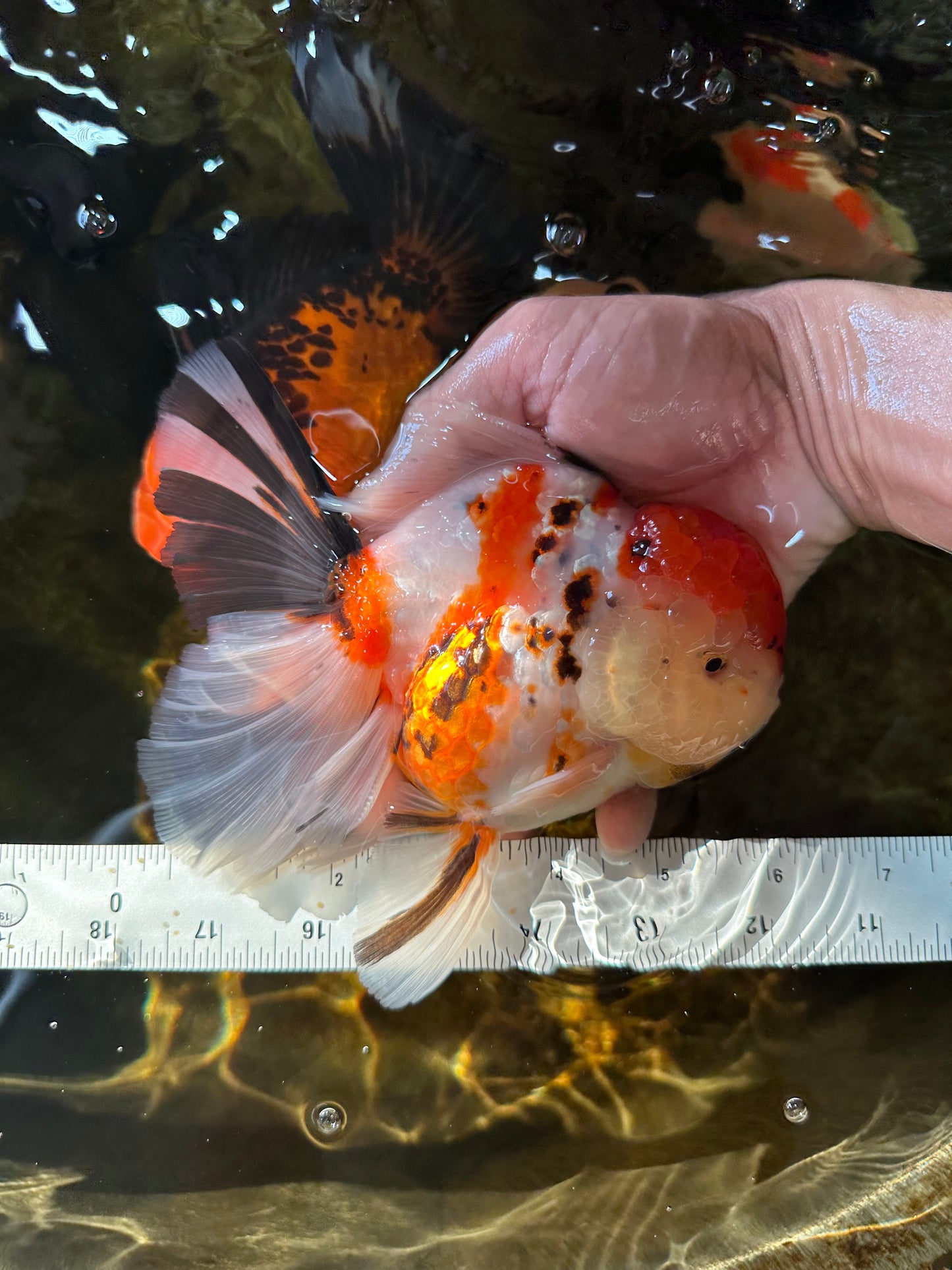 AAA Grade BEAUTY Tricolor Sakura Oranda Female 6 inches #082225OR_06