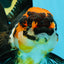 A Grade Tricolor Oranda Female 5-5.5 inches #120624OR_13