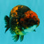 CHUBBY AAA Grade Tiger Ranchu Male 5.5-6 inches #101626RC_27
