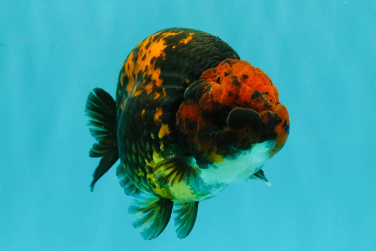 CHUBBY AAA Grade Tiger Ranchu Male 5.5-6 inches #101626RC_27
