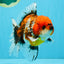 JUMBO A Grade Calico Oranda Male 6-6.5 inches #040326OR_21