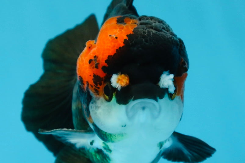 Pompom Tricolor Yuanbao Male 4 inches #060625YB_09