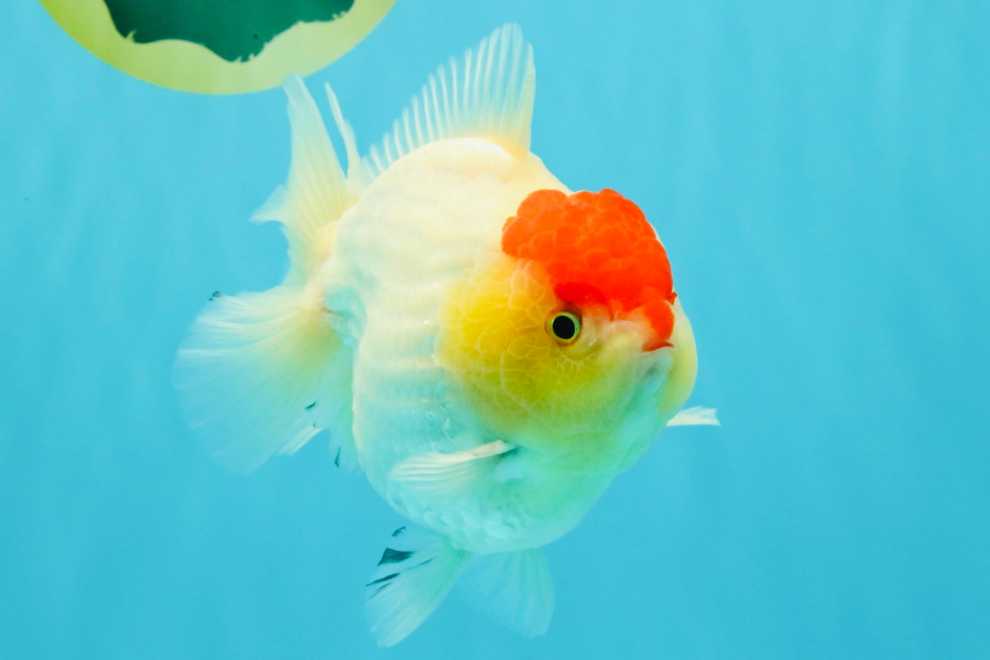 CHUBBY AAA Grade Tancho Red White Yuanbao Male 5-5.5 inches #031326YB_18