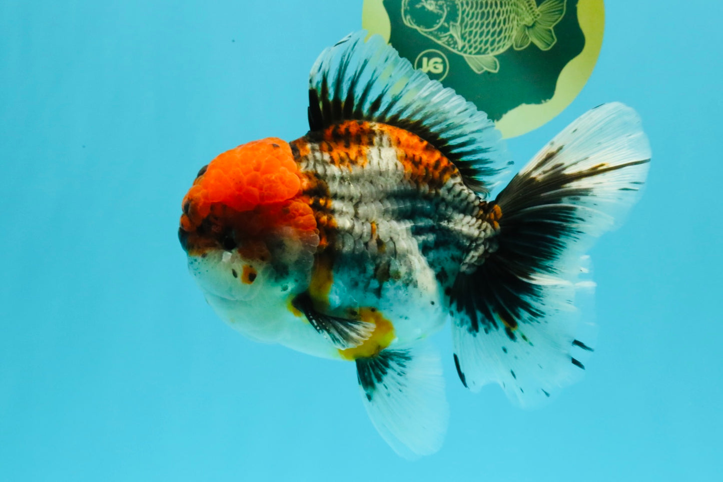 A Grade Godzilla Red Head Kirin Oranda Male 6-6.5 inches #031326OR_04