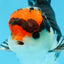 A Grade Tricolor Button Eyes Oranda Male 4.5-5 inches #081525OR_28