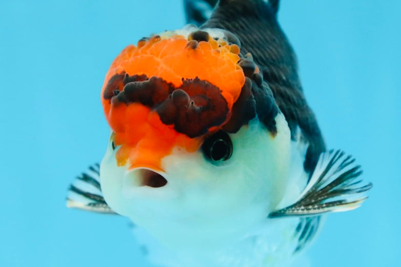 A Grade Tricolor Button Eyes Oranda Male 4.5-5 inches #081525OR_28