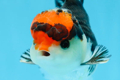 A Grade Tricolor Button Eyes Oranda Male 4.5-5 inches #081525OR_28