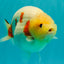 AAA Grade Sakura Ranchu Female 5.5-6 inches #102326RC_02