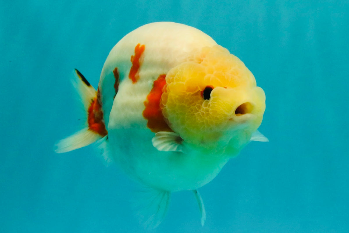 AAA Grade Sakura Ranchu Female 5.5-6 inches #102326RC_02