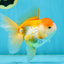 A Grade Chubby Orange White Oranda Female 4.5 inches #010325OR_07