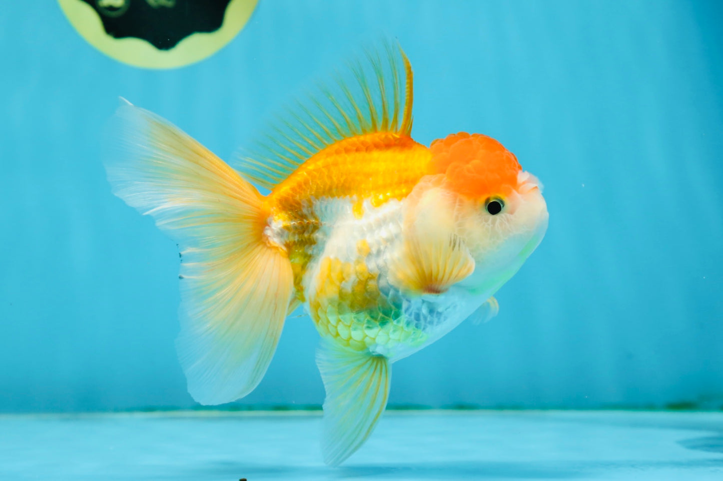 A Grade Chubby Orange White Oranda Female 4.5 inches #010325OR_07