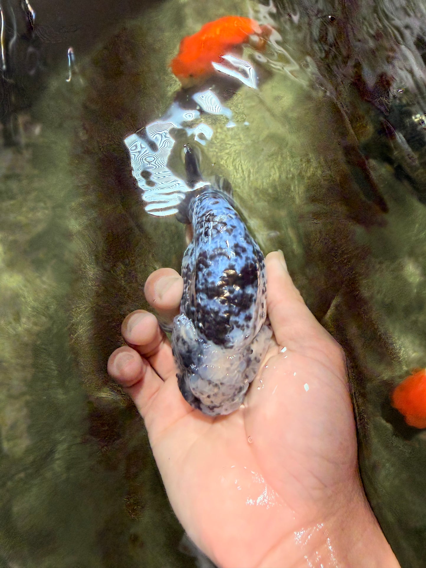 A Grade Tiger Blue Base Ranchu Female 4.5 inches #081426RC_21