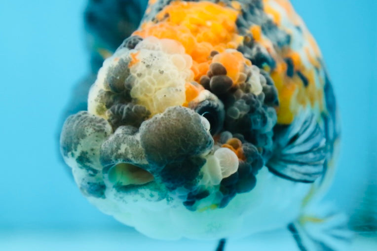 A Grade SUPER CUTE Tricolor Tiger LionQueen 5 inches #091225LC_07