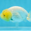 LEMON POP AAA Grade Lemonhead LionQueen 3.5-4 inches #101725LC_03