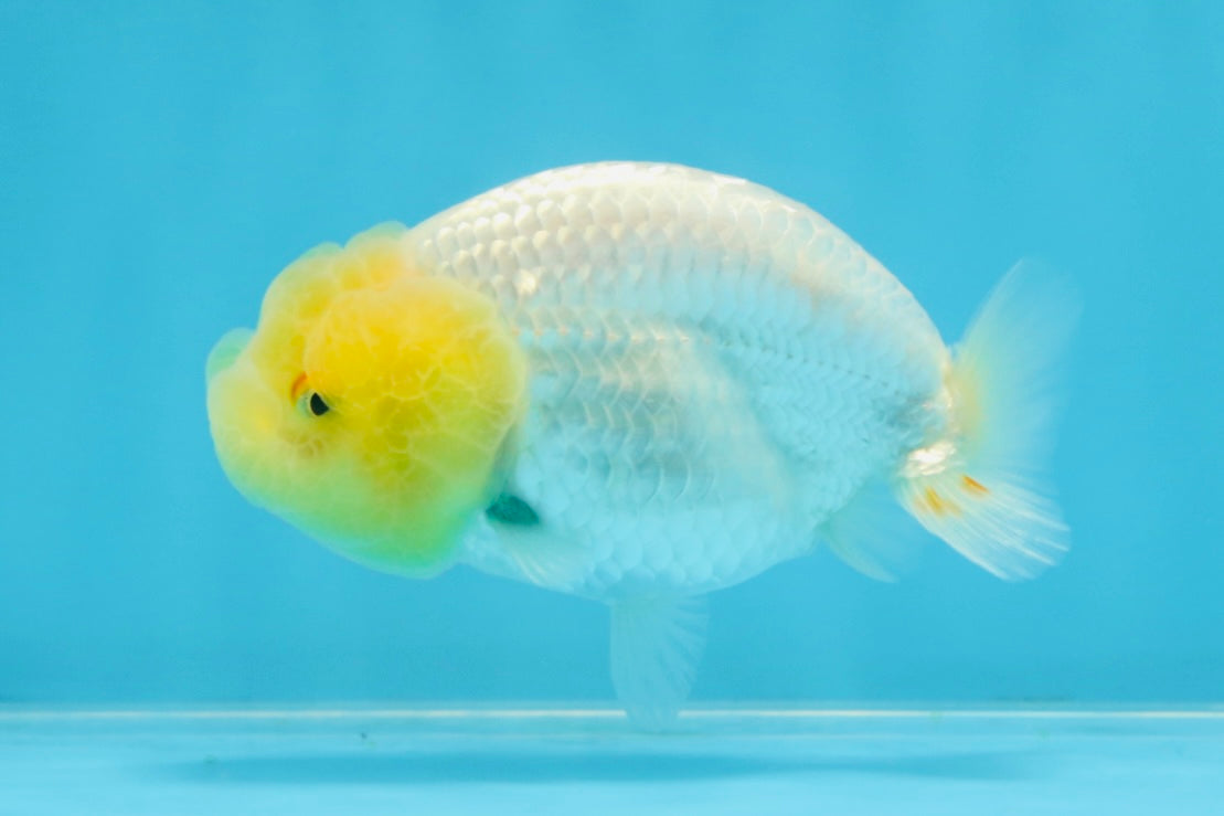 LEMON POP AAA Grade Lemonhead LionQueen 3.5-4 inches #101725LC_03