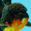 CHUNKY AAA Grade Godzilla Apache Oranda Male 6.5 inches #031326OR_02