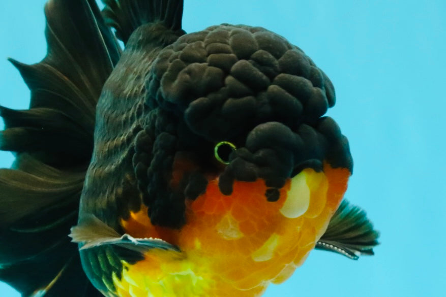 CHUNKY AAA Grade Godzilla Apache Oranda Male 6.5 inches #031326OR_02