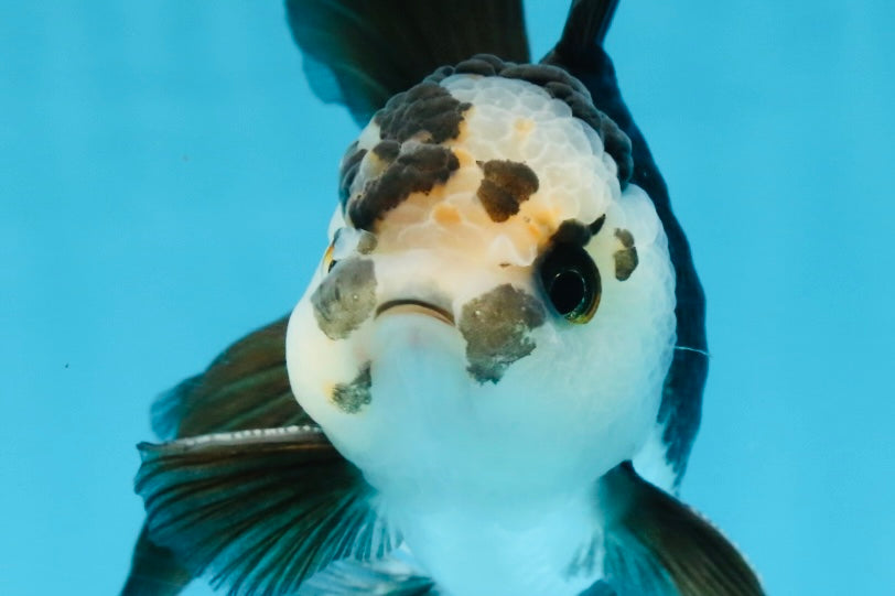 A Grade Panda Oranda Male 5 inches #100325OR_22