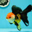 Tricolor Oranda Female 5.5 inches #111524OR_15