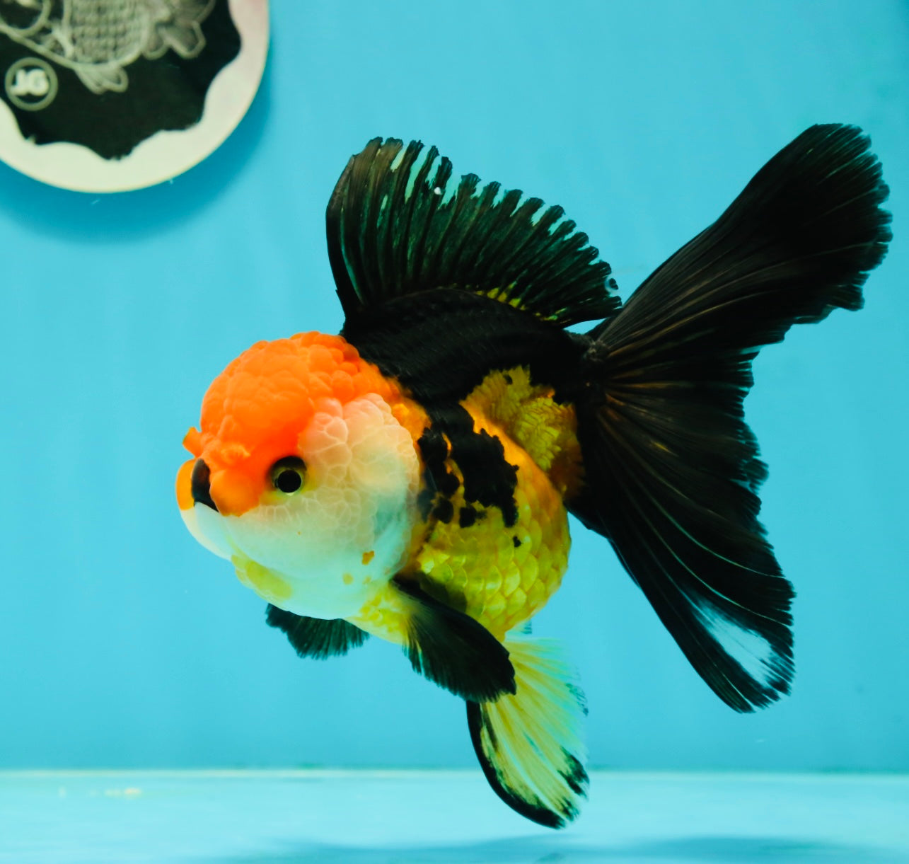 Tricolor Oranda Female 5.5 inches #111524OR_15