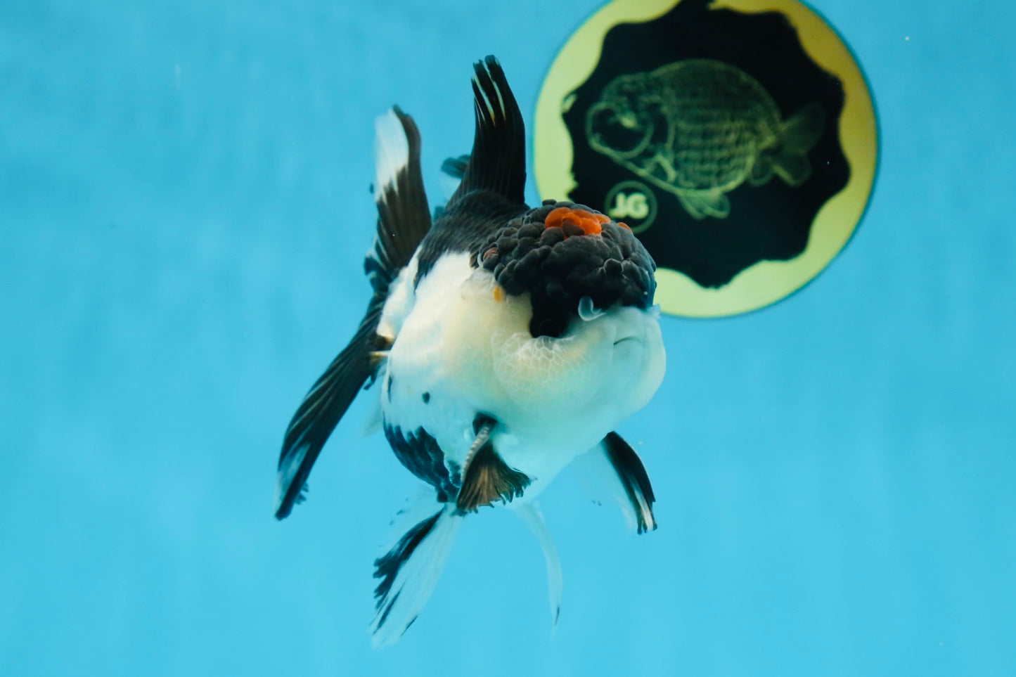 AAA Grade Tricolor Blink Button Eyes Oranda Male 4.5 inches #020725OR_34